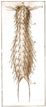 1. Chaetonotus hystrix Metschn. a = szj, b = bl, c = tapintsrtk 