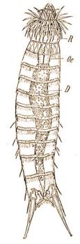 3. Echinoderes dujardinii Clap. (Kinorhyncha). R = ormnyszeren elretolhat feji rsz, be = nylcs, D = kzpbl (eredeti)