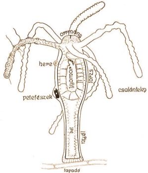 A barna édesvízi hydra, H. attenuata szervezete, belében szúnyogálca