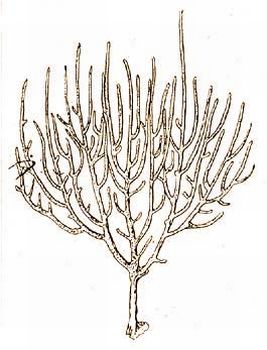 Plexauroides regularis Kük. (Kükenthal-Krumbach: Hdbuch d. Zool. Bd. 1.)