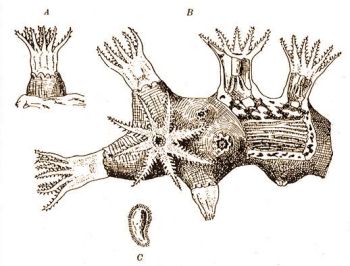 Corallium rubrum Lam. (Stempel: Zoologie im Grundriss)
