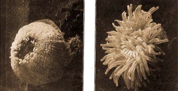 1. s 2. A Vastagszarv tengeri rzsa, Urticina crassicornis. O. F. Mll., sszehzdott s kinyujtzott llapotban