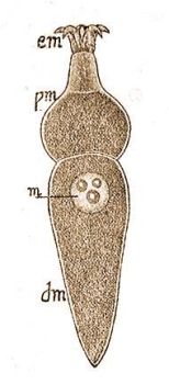 Spórásállatka: Corycella armata Leger (Doflein-Reichenow: Lehrbuch d. Zool. Bd. 2.)