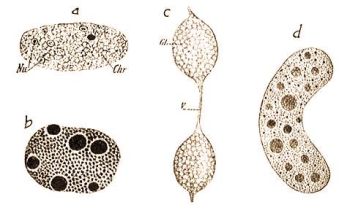 Különféle magvak véglényekből, a) Noctiluca miliaris, b) Geratium tripos, c) Stentor coeruleus füzérmagjából két gyöngy, d) Epistylis plicatilis magjának darabja (Doflein-Reichenow: Lehrbuch d. Protozoenkunde, Bd. 1.)