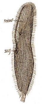 Az Ázalékállatka bőrkealji vázrendszere és szegélycsillózata (szájrés földve, eredeti rajz)