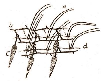 Az Ázalékállatka ectoplasmatikus szerveinek kis részlete. a = csillók, b = vázrács, c = védőlövegek (trichocysták), d = bőrkealji idegrács (Gelei: Acta Univ. F. I. Szeged, 1925)
