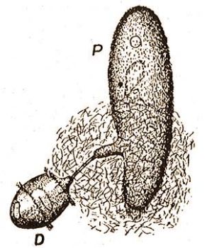 Az Ázalékállatka ezer nyilat, trichocystát lövöldöz támadójára, a Dieliniumra (Kükenthal-Krumbach: Hdbuch d. Zoologie, Bd. 1.) 