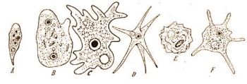 Különféle Amoebák. A) Amoeba limax, B) Pelomyxa binucleata, C) A. vespertilio, D) A. radiosa, E) A. terricola, F) A. polypodia (Doflein-Reichenow: Lehrb. d. Protozoenkunde, Bd. 1. kiegészítve.)