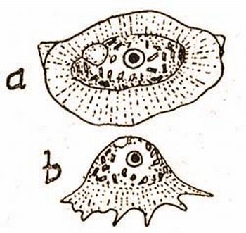 Cochlipodium bilimbosum Auerb. a) fölülről, b) oldalról