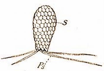 Euglypha alveolata Duj. S = hj, Ps = llbak (Doflein-Reichenow: Lehrbuch d. Protozoenkunde, Bd. 1.)