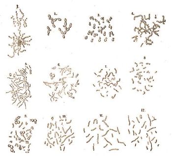 Pasteur rajzai baktériumokról és élesztőgombákról